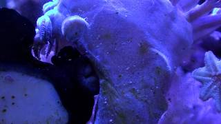 elephant limpet muching on a xenia stalk [upl. by Bomke]