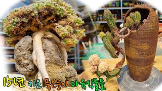 오래키운만큼 빛을 발하는 다육식물 덴섬amp부다템플Trichodiadema densum Haw SchwantampCrassula Buddhas Temple [upl. by Aivatra]