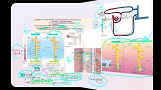 Lecture Video 9 Physiology of the Urinary System Part 2 [upl. by Naltiac]