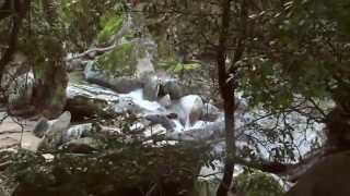 Ikaria the most enchanting island of the Aegean [upl. by Lemmor]