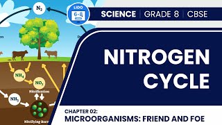 Nitrogen Cycle  Microorganisms Friend and Foe  Class 8 Biology Chapter 2 [upl. by Einnos642]