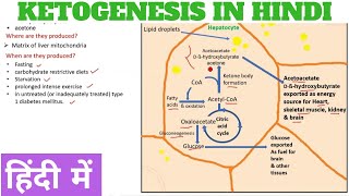 Ketogenesis  Ketone body synthesis in Hindi [upl. by Thorley]