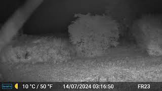 Fox Videos Only Edit GardePro A3 Trail Camera 10 of 10 FR23 Côtes dArmor Brittany France [upl. by Estren]