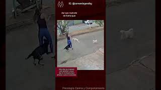 Perro se convirtió en piñata comportamientocanino perros paseosperros [upl. by Annabela951]