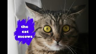 Meow Sounds to Attract Cats  Meows to ATTRACT Cats  Cats Meowing Sound Effects [upl. by Tye]