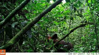 Wild Okapi Feeding in Okapi Wildlife Reserve [upl. by Arriet]