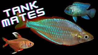 Top 10 Dwarf Neon Rainbowfish Tank Mates  AKA Praecox Rainbowfish [upl. by Jarlen189]