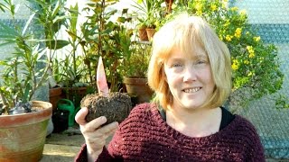 Amorphophallus konjac  Flowering Size At Last [upl. by Tuppeny832]