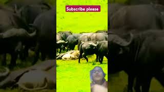 So amazing very rare scene buffalo vs lions wildlife shortsfeed viral video nature tiger animals l [upl. by Aharon730]