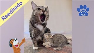 Animais engraçados e bebês  Cães e gatos engraçados  Binho e Mel 61 [upl. by Edobalo159]