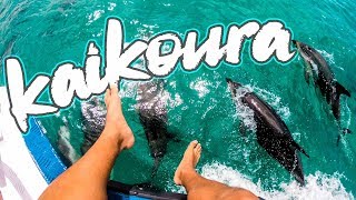 TOP 5 things to do in Kaikoura New Zealand Hidden Gem [upl. by Lanoil]