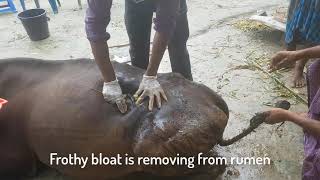 Emergency bloat removal of cow by trocar and cannula [upl. by Persis]