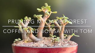 Pruning and Tuning My Jade Bonsai Forest Crassula Ovata [upl. by Verlie]