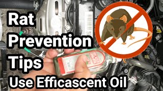 Rat Prevention Tips  Use Efficascent Oil [upl. by Ilyk]