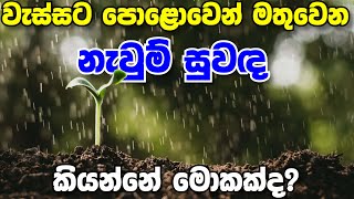 What Causes the Earthy Smell After Rain  Petrichor  Explain in Sinhala  Sri Lanka [upl. by Eenhat309]