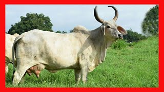 🔴 GUZERAT LECHERO ↗ Ganaderia Gujarat Vacas Lecheras y Carnicas [upl. by Lanita]