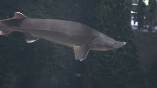 Sterlet sturgeon Fish  Acipenser ruthenus [upl. by Aremus]