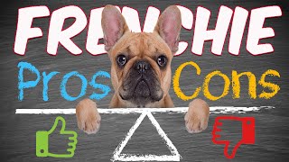 PROS and CONS of owning a FRENCH BULLDOG  SHOCKING frenchbulldog frenchie bulldogfrances [upl. by Pompei]