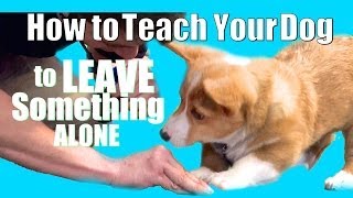 How to Teach ANY Dog to Leave something alone [upl. by Aeneas]