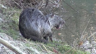 Visone Vs Nutria [upl. by Esilehs]