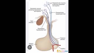 Connection between hypothalamus and anterior pituitary [upl. by Yrrah]