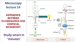 Fluorescence and Confocal microscopy  Differences  Microscopy lecture 14 [upl. by Dianemarie788]