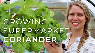 Tips on Growing Coriander from the Supermarket fresh cilantro all summer [upl. by Hepza]