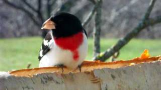 Cardinal à Poitrine Rose Rosebreasted Grosbeak [upl. by Pease]