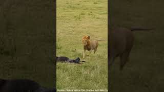 Lioness Stalks and Hunts Wildebeest Only for Male Lion to Steal It AnimalKingdom PredatorVsPrey [upl. by Adnalu57]