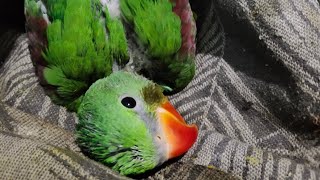 hand feeding indian ringneck baby parrothand feeding to alexander parrotpahadi tota ko kya khilaye [upl. by Childs]