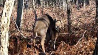 Whitetails Mating [upl. by Novonod]