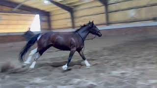 Smart Smokin Haidas  2021 Filly  Free Movement [upl. by Cavuoto]