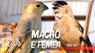 CABOCLINHO MACHO E FÊMEA CANTANDO E CHAMANDO PARA FOGUEAR [upl. by Noet340]