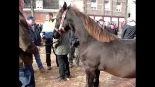 Paardenmarkt Lottum 2012 [upl. by Bren819]