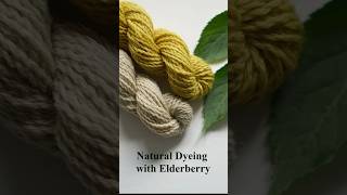 Dyeing Yarn with Elderberry naturaldye naturaldyes [upl. by Athallia425]