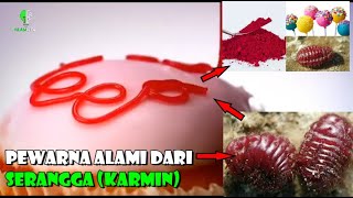 Sering dimakan  Ini lho Pewarna alami dari serangga karmin [upl. by Hatnamas]