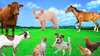 Familiar Animal Colors  Sheep Pig Cat Horse Goat Chicken  Animal World [upl. by Garik]