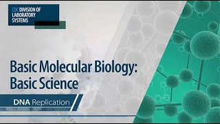 Dna Replication Part 2 [upl. by Nylle]