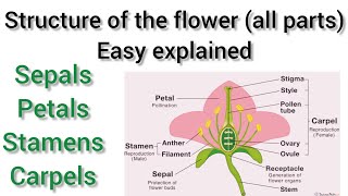 structure of the flower sepals  petals  carpels stamens  Basic concept  easy explained [upl. by Cutter]