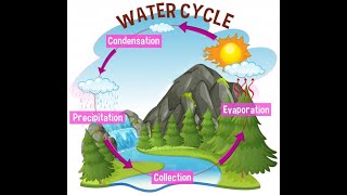 Water Cycle Evaporation Condensation Precipitation and Importance of Water Cycle [upl. by Calvina316]