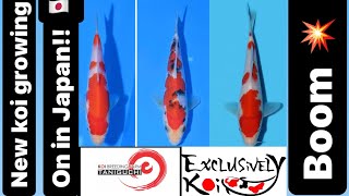 Taniguchi grow on in Japan Exclusively Koi [upl. by Malin]