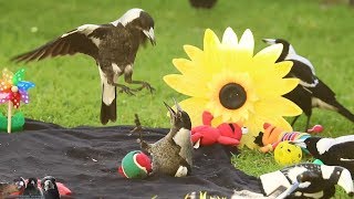 Happiest Birds in the World Australian Magpies Playing [upl. by Hance]