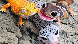 African Fat Tailed Gecko  Bandai Gashapon DangomushiDiversity of Life Special [upl. by Wivina994]