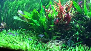 Planted juwel rio 450 LED [upl. by Adav]