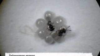 Trichogramma and Telenomus  egg parasitoid foraging behavior  competition [upl. by Annice]