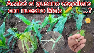 Ataque severo de gusano cogollero en nuestro Maíz 🌽🐛 [upl. by Dorsman]