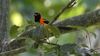 Icterus croconotus  Aves del Amazonas [upl. by Chaing]