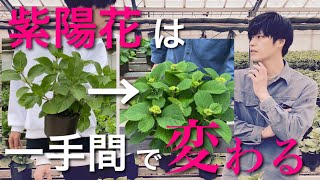 〈紫陽花の見た目を3倍綺麗にする〉見た目が悪い紫陽花はこの作業をしていない [upl. by Bebe]