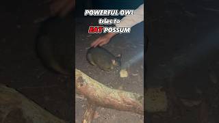 Powerful Owl tries to EAT Brushtail Possumaustralia bluemountains bush animals [upl. by Ymmit806]