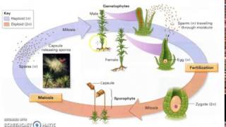 Bryophyte Lifecycle [upl. by Durrell]